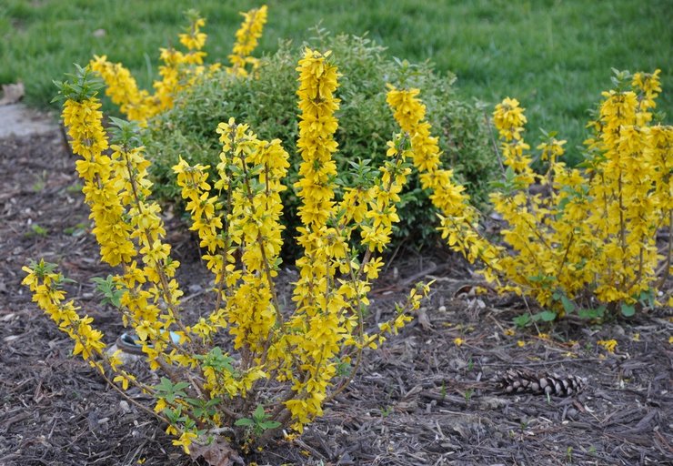 Plantning af forsythia