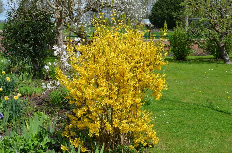 Forsythia pleje