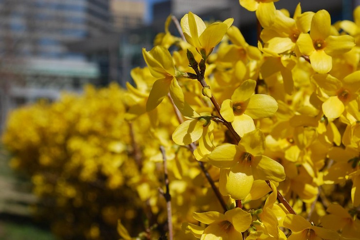 Typer og sorter af forsythia