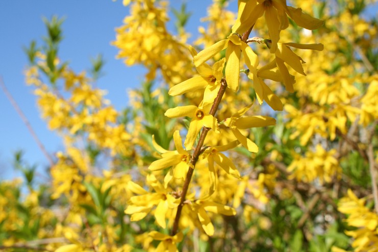 Forsythia - istutus ja hoito avomaalla. Kasvava forsythia, jalostusmenetelmät. Kuvaus, tyypit. Kuva