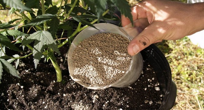 Tämä lannoite liukenee mahdollisimman helposti veteen, joten sitä voidaan käyttää sekä liuottimena juuren kastelemiseen että levittämiseen maaperälle.