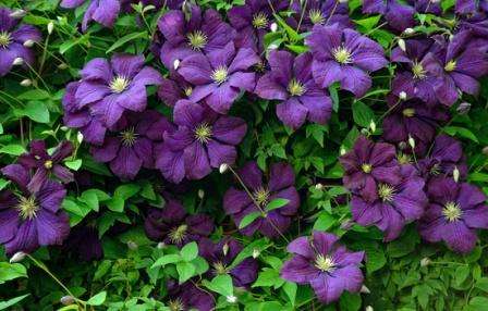 Viola on suosittu niille, jotka etsivät pitkään kukkivaa viiniköynnöstä. Kukinta -aika on heinäkuusta lokakuuhun, kukat ovat tumman violetteja ja heteet keltaisia.
