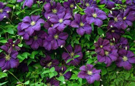 Viola er populær blandt dem, der leder efter en lang blomstrende vinstok. Blomstringsperioden er fra juli til oktober, blomsterne er mørklilla og støvdragerne er gule.