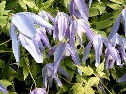 Artagena Franchi. Clematis, frostbestandige, blå blomster med et hvidt center, kronblade pegende nedad.