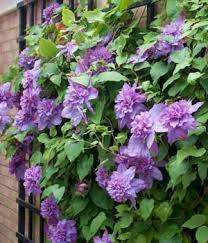 Kultivar Vyvyan Pennell clematis