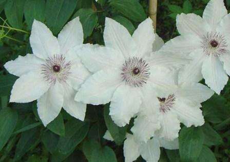 Clematis Lanuginoza on pensastyyppi, jossa on valkoisia, sinisiä ja vaaleanpunaisia kukkia, joiden halkaisija on enintään 20 cm.