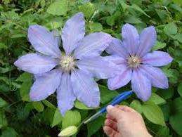 Lawsoniana má krásne nahor vyzerajúce púčiky, fialové kvety a v strede tmavý pruh.