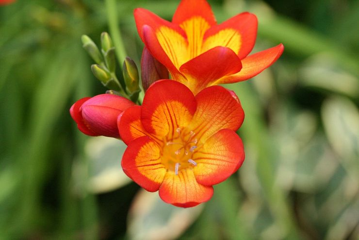 Beskrivelse af freesia