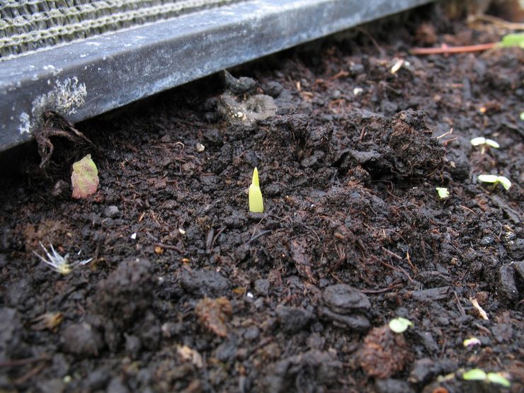 Plantning af freesia i åbent terræn