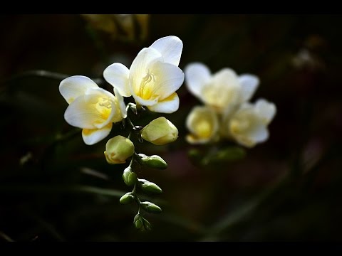 lad os tale om FREESIA // generelle spørgsmål