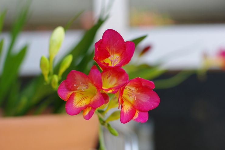 Freesia derhjemme