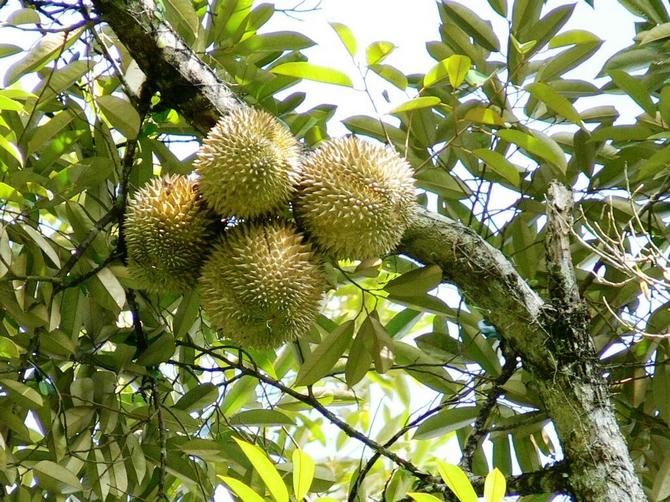 Durian civet je vysoký tropický strom dosahujúci výšku 40-45 m