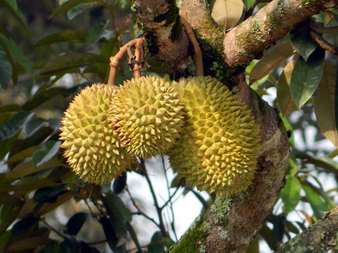 Durian sipulihedelmä. Kuva hedelmistä, missä se kasvaa
