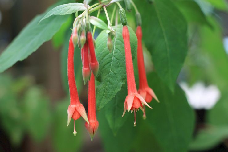 Fuchsia brilantná