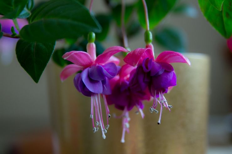 Fuchsia hjemmepleje