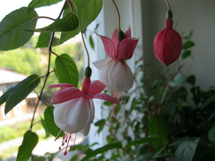 Voksende fuchsia