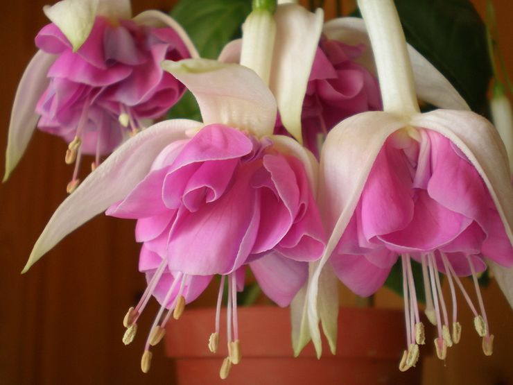 Fuchsia blomstrer