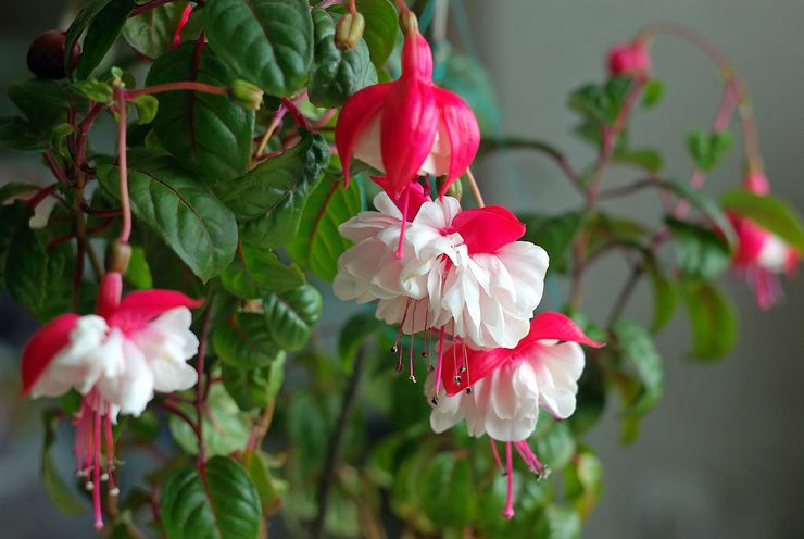 Fuchsia plante