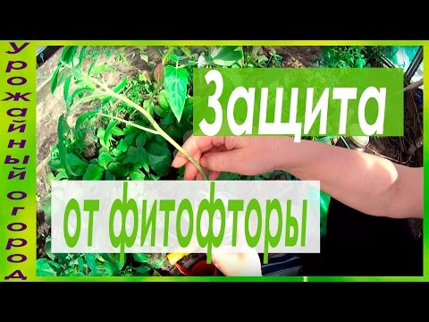 حماية فائقة ضد PHYTOFLUORA !!! أفضل العلاجات!