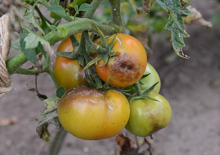 Phytophthora på tomater