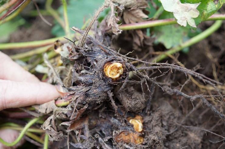 Fusarium jordbær