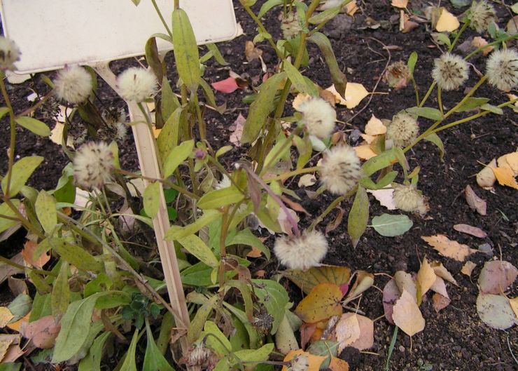 Fusarium på asters