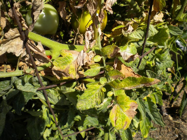 Fusarium tomat