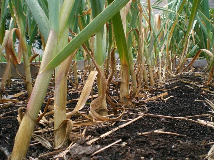 Fusarium på hvidløg