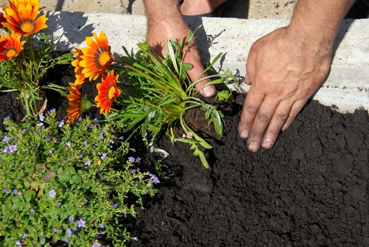 Plantning af gatsania i åbent terræn