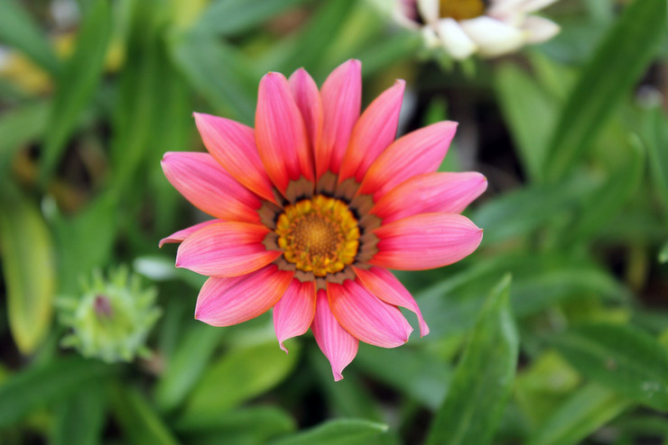 Gatsaniya blomst - plantning og pleje i det åbne felt. Dyrkning af gatsania fra frø, formeringsmetoder. Beskrivelse, typer. Foto