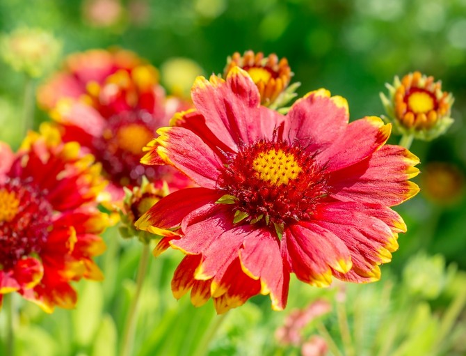 Gaillardia - plantning og pleje i det åbne felt. Dyrkning af Gaillardia fra frø. Typer og sorter af Gaillardia, foto