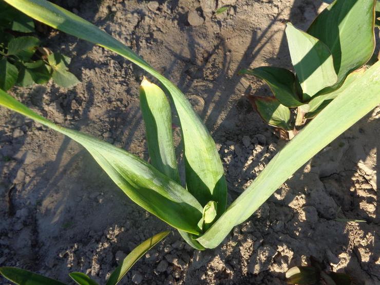 Plantning af galtonia i åbent terræn