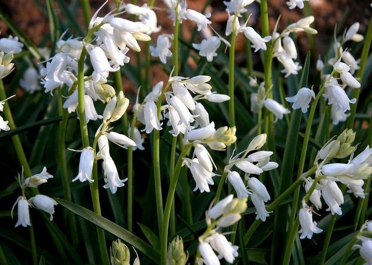 Galtonia: plantning og pleje på det åbne felt, vokser i haven