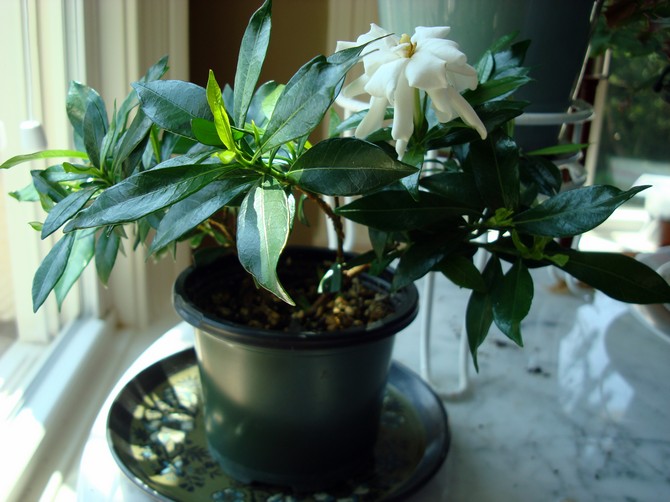 Gardenia: φροντίδα και καλλιέργεια στο σπίτι