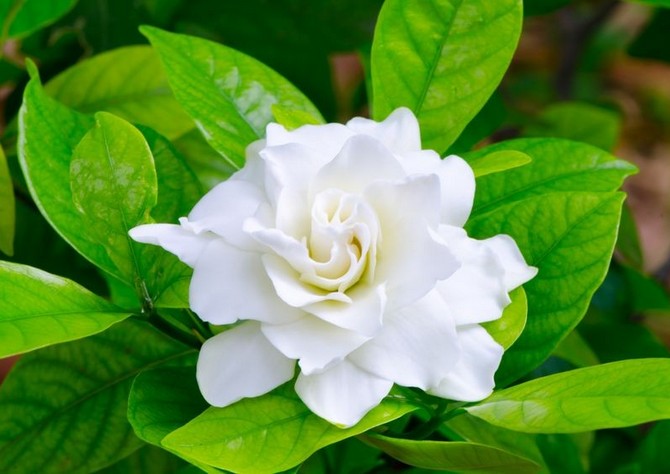 Gardenia. Hjemmepleje og dyrkning. Plantning og avl