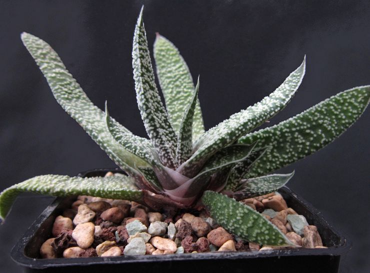 Gasteria vorte