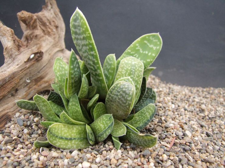 Gasteria plettet