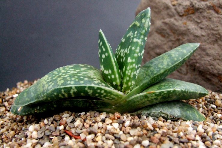 Gasteria kølede