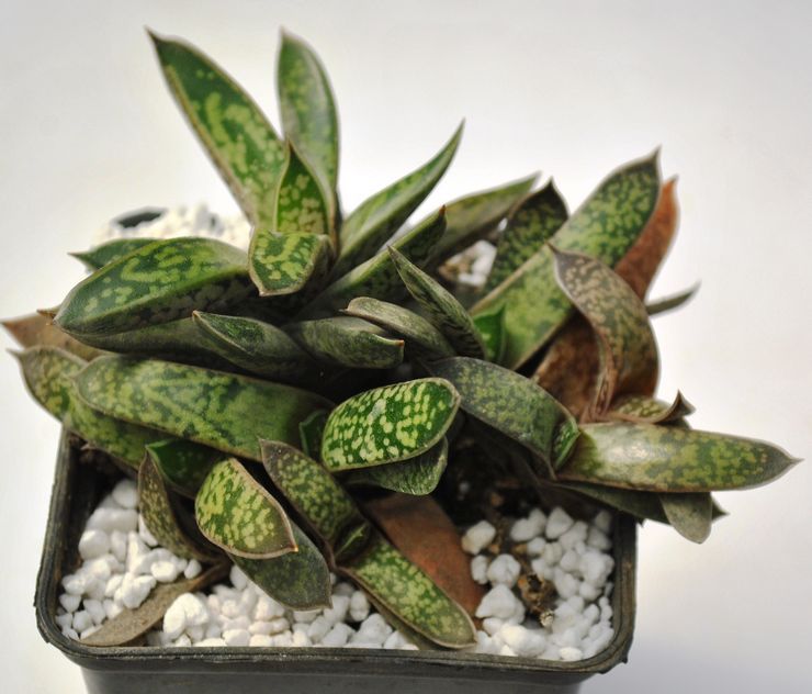 Gasteria er lille