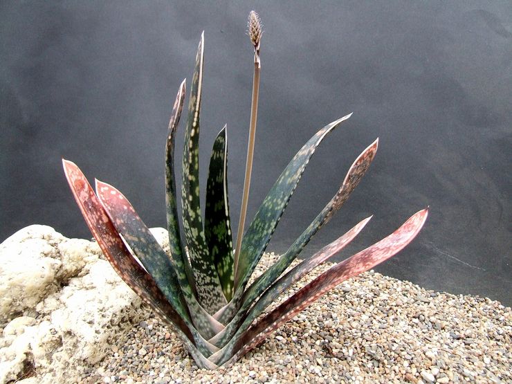 Gasteria sabel