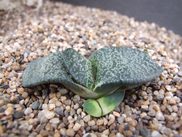 Gasteria Armstrong
