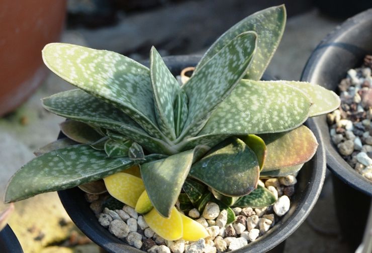 Gasteria marmor