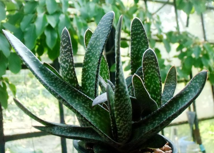 Gasteria trekantet