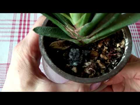 Gasteria korrekt pleje og vanding.