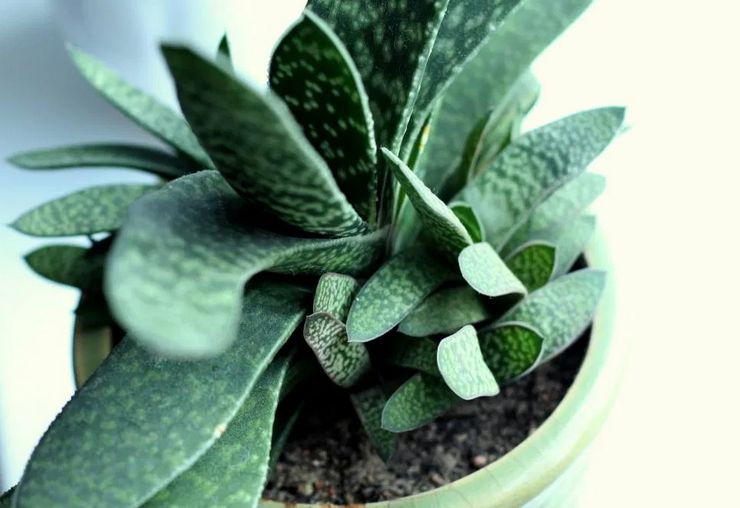 Hjem Gasteria Care