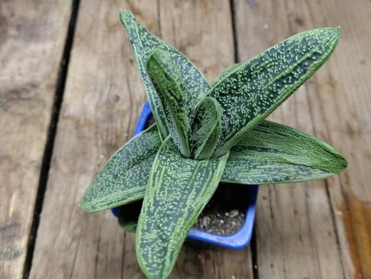 Gasteria plante