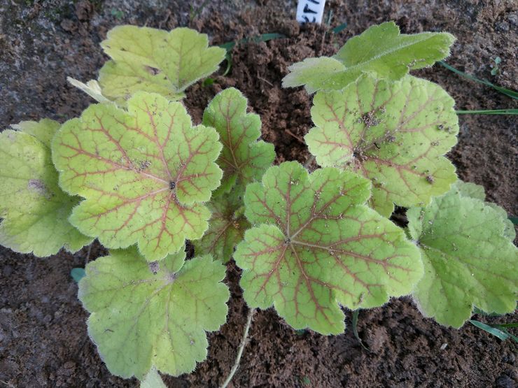 زرع Heuchera في أرض مفتوحة