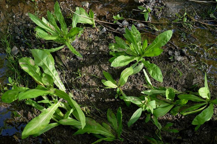 Καλλιέργεια helenium από σπόρους