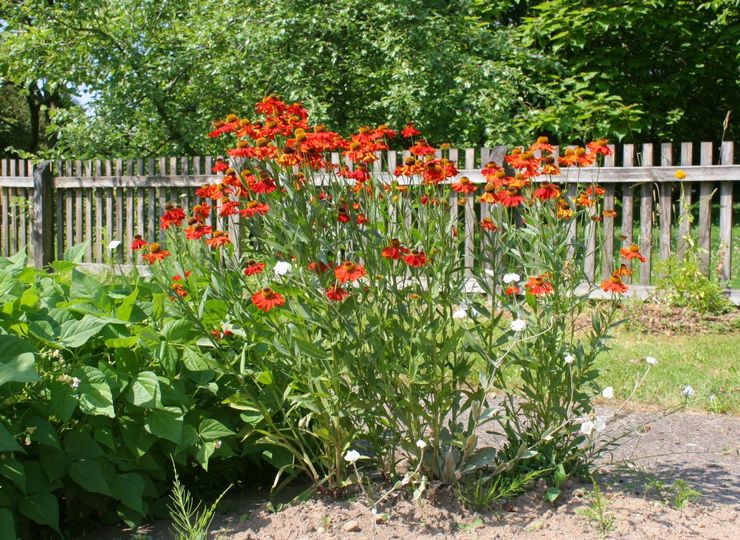 Starostlivosť o helenium v ​​záhrade