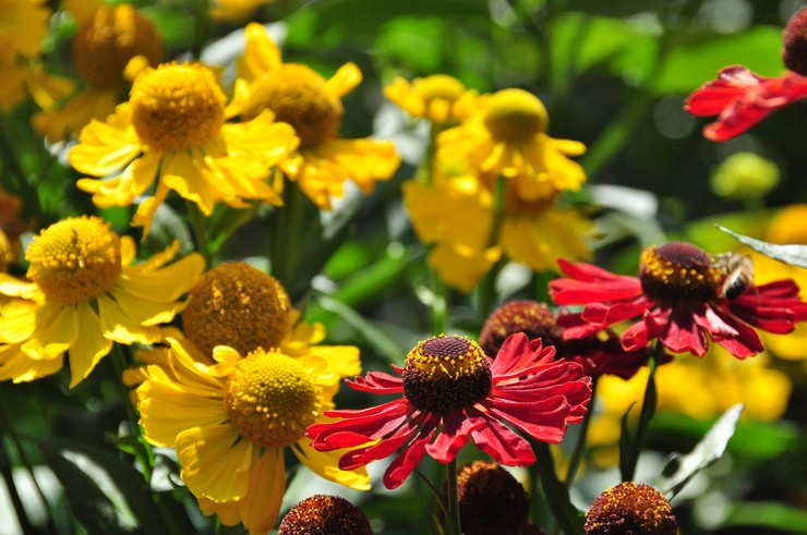 Typer og sorter af helenium